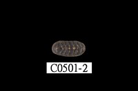 藏品(石鼈)的圖片